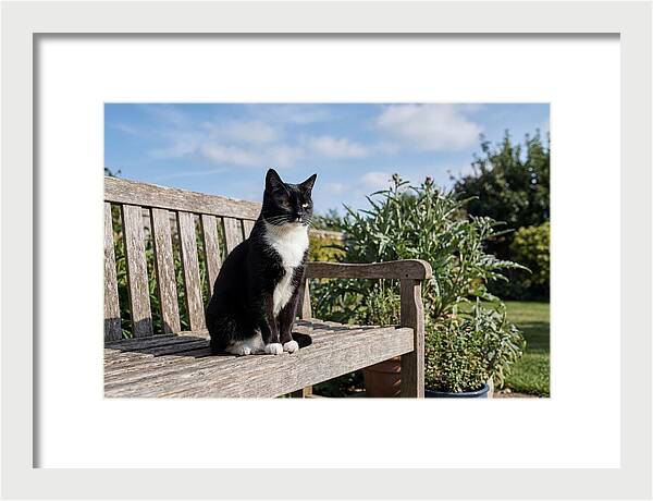 Tuxedo Cat In The Garden