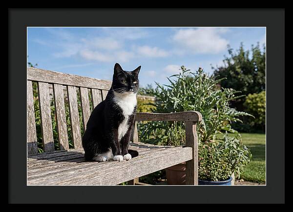 Tuxedo Cat In The Garden