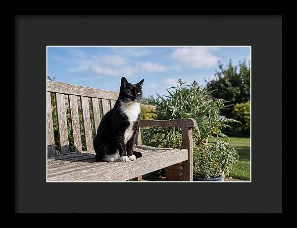 Tuxedo Cat In The Garden