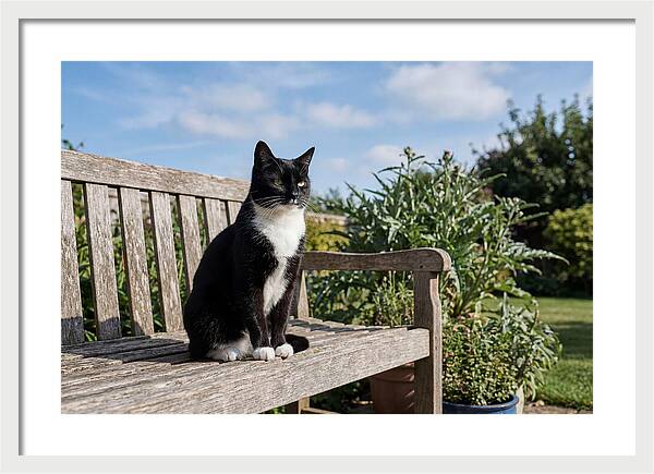 Tuxedo Cat In The Garden