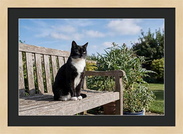 Tuxedo Cat In The Garden