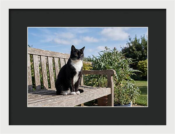 Tuxedo Cat In The Garden