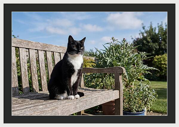 Tuxedo Cat In The Garden