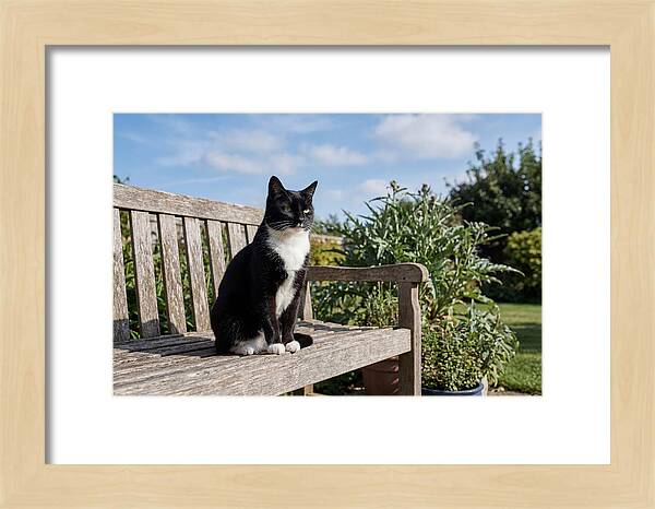 Tuxedo Cat In The Garden