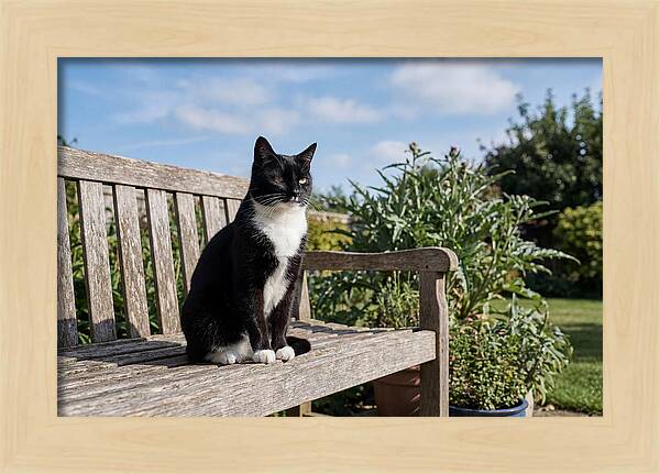 Tuxedo Cat In The Garden