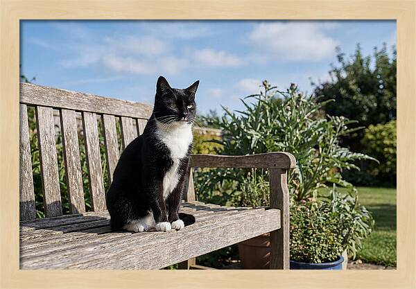Tuxedo Cat In The Garden