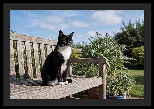 Tuxedo Cat In The Garden
