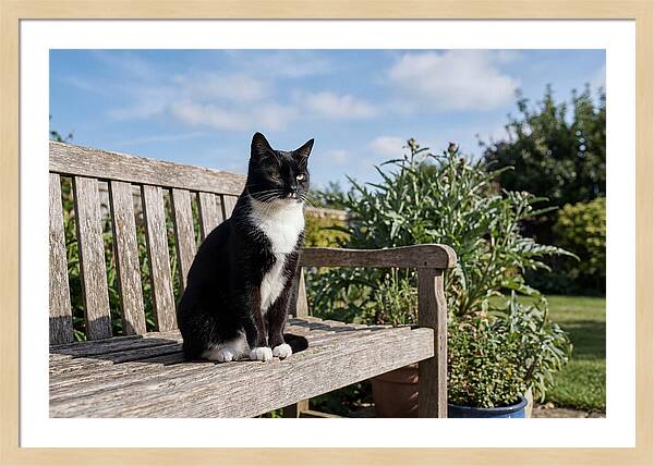 Tuxedo Cat In The Garden