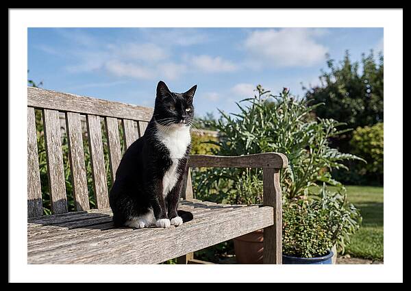 Tuxedo Cat In The Garden
