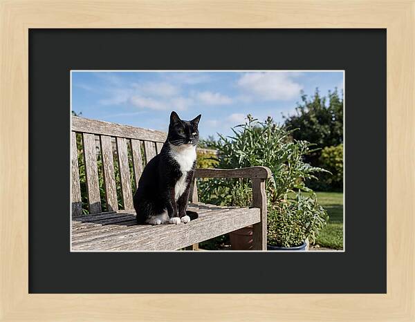 Tuxedo Cat In The Garden