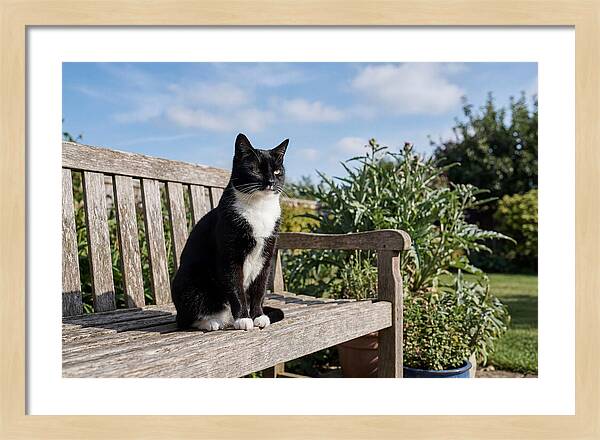 Tuxedo Cat In The Garden