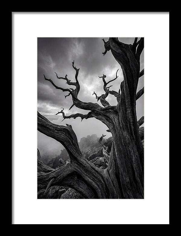 Twisted Beauty Of Socotra Trees