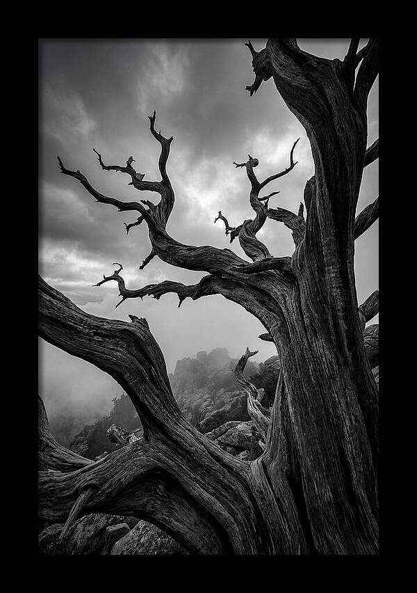 Twisted Beauty Of Socotra Trees