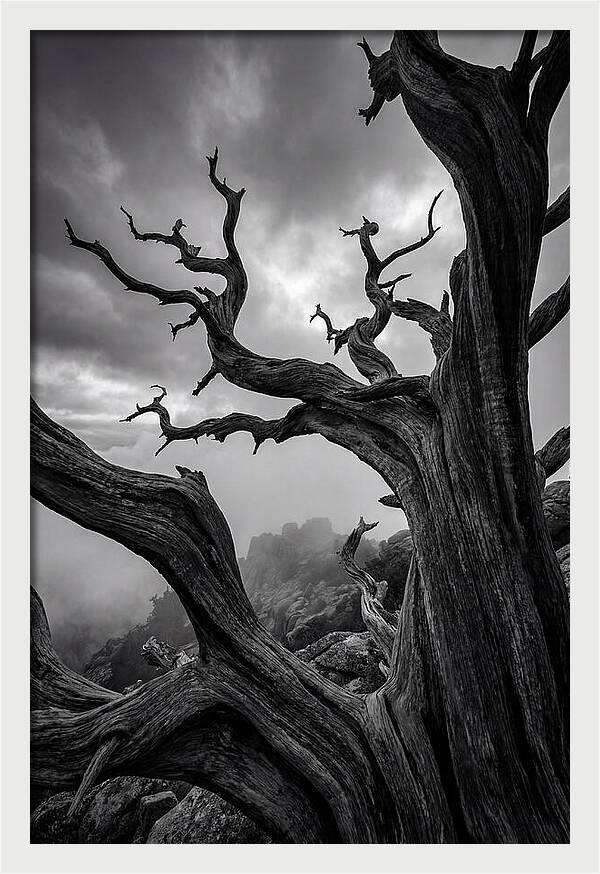 Twisted Beauty Of Socotra Trees