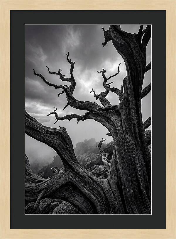 Twisted Beauty Of Socotra Trees