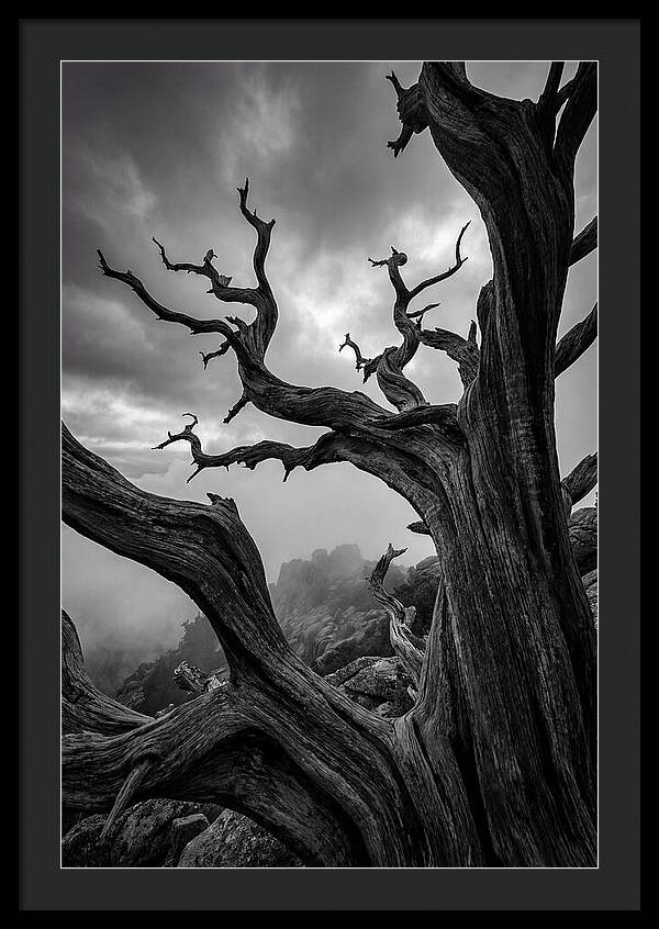 Twisted Beauty Of Socotra Trees