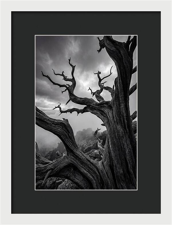 Twisted Beauty Of Socotra Trees