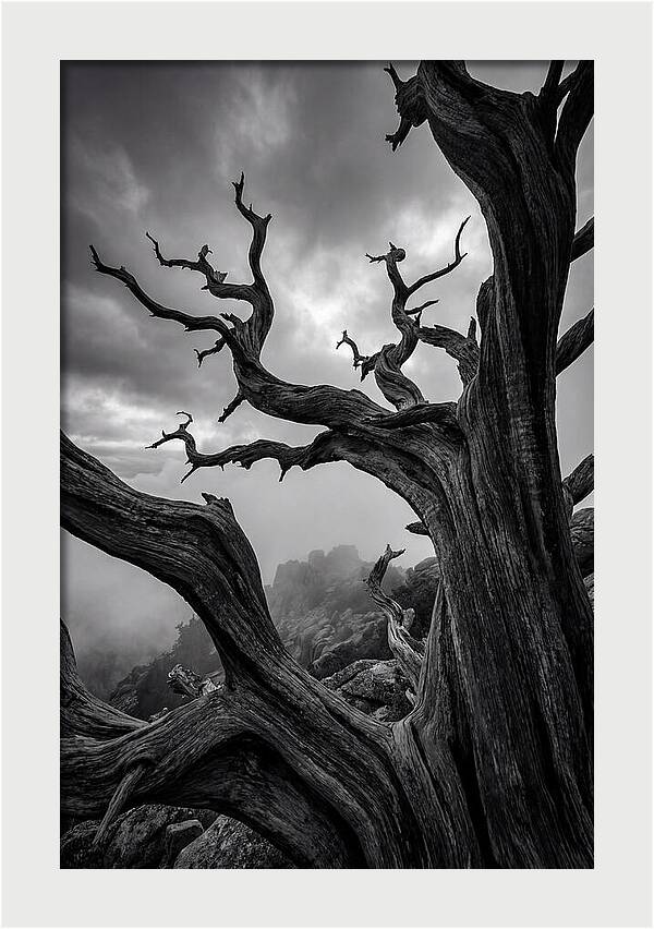 Twisted Beauty Of Socotra Trees