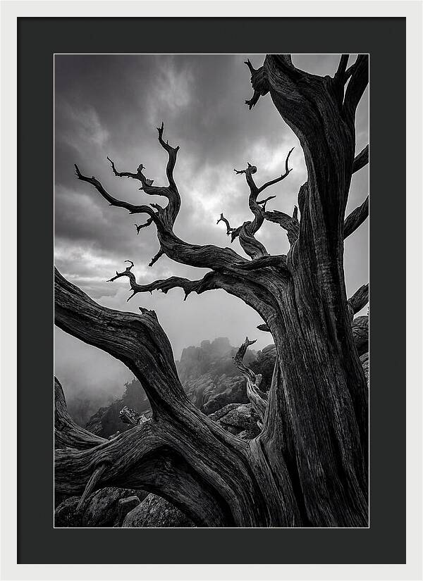 Twisted Beauty Of Socotra Trees