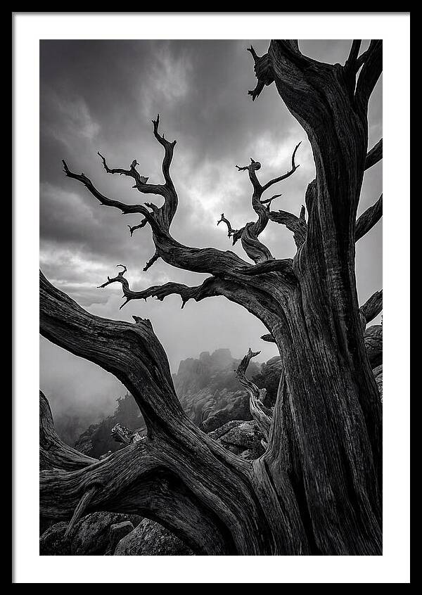 Twisted Beauty Of Socotra Trees