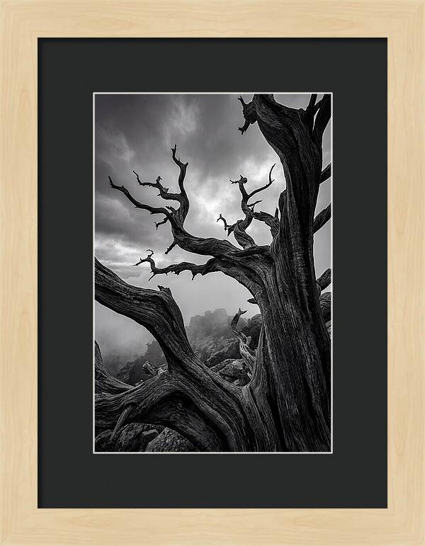 Twisted Beauty Of Socotra Trees