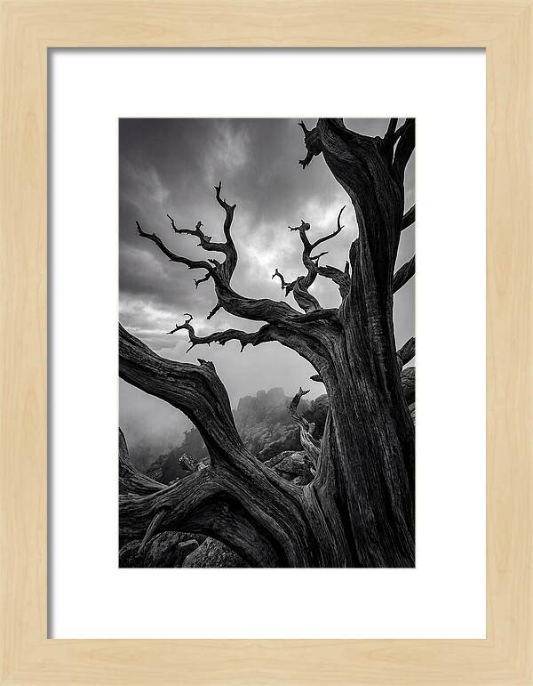 Twisted Beauty Of Socotra Trees