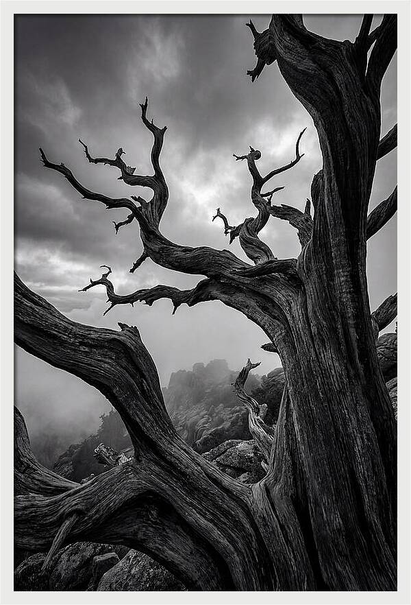 Twisted Beauty Of Socotra Trees