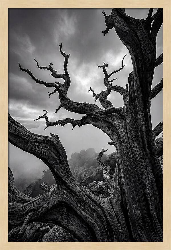 Twisted Beauty Of Socotra Trees