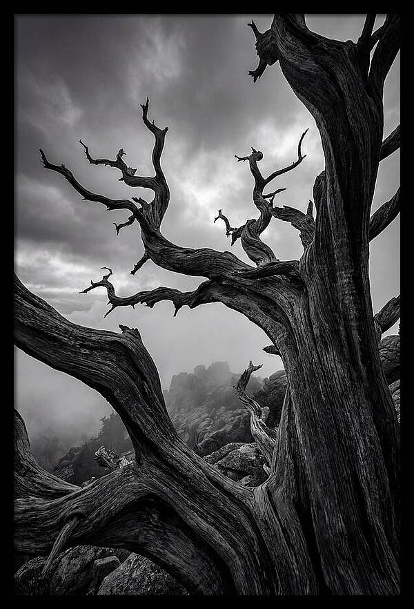 Twisted Beauty Of Socotra Trees
