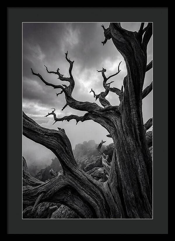 Twisted Beauty Of Socotra Trees
