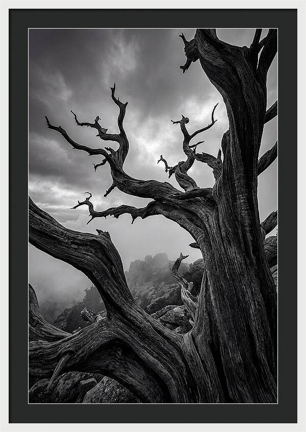 Twisted Beauty Of Socotra Trees
