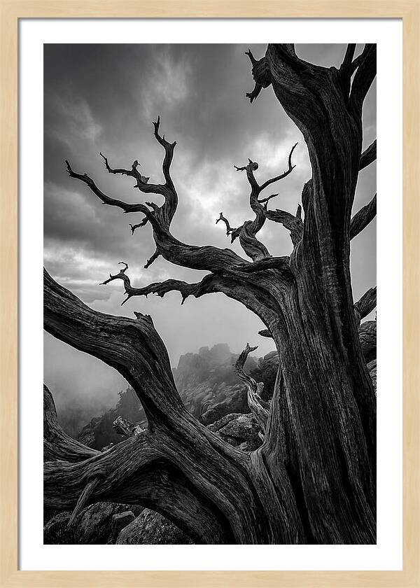 Twisted Beauty Of Socotra Trees