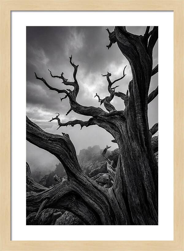 Twisted Beauty Of Socotra Trees