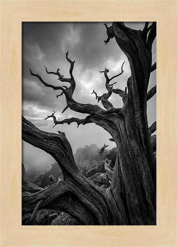 Twisted Beauty Of Socotra Trees