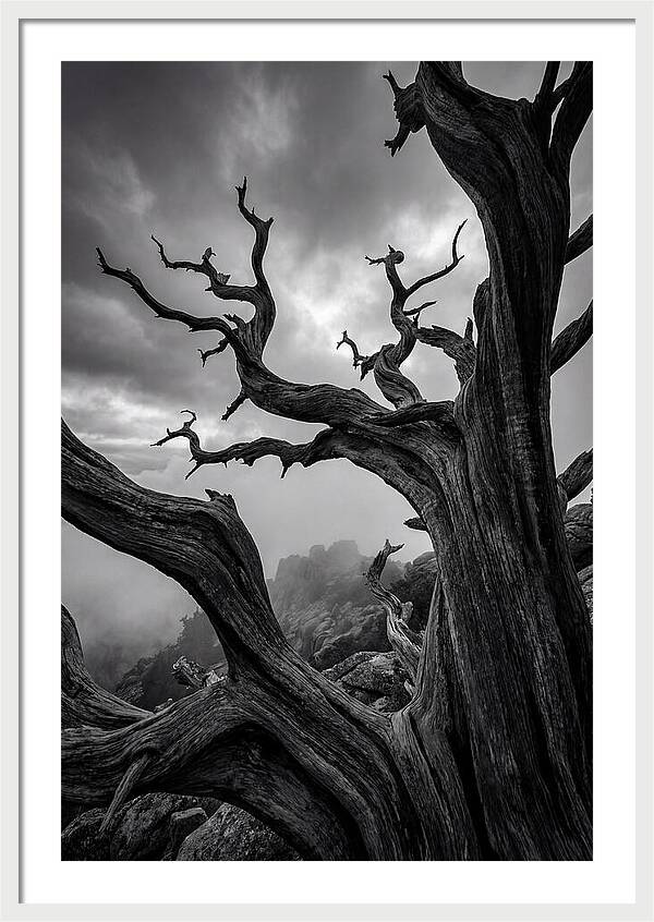 Twisted Beauty Of Socotra Trees
