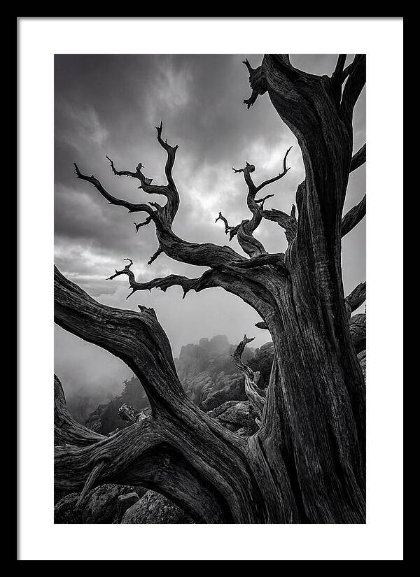 Twisted Beauty Of Socotra Trees