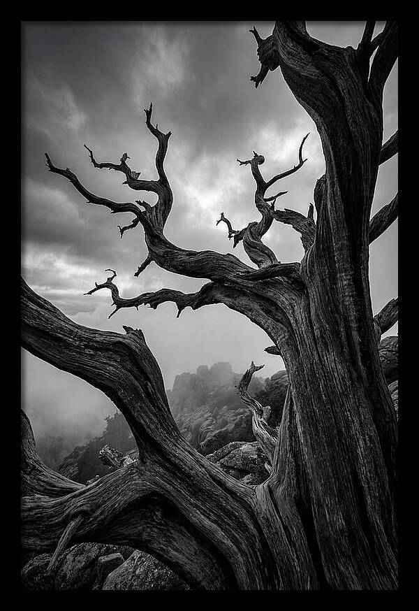 Twisted Beauty Of Socotra Trees