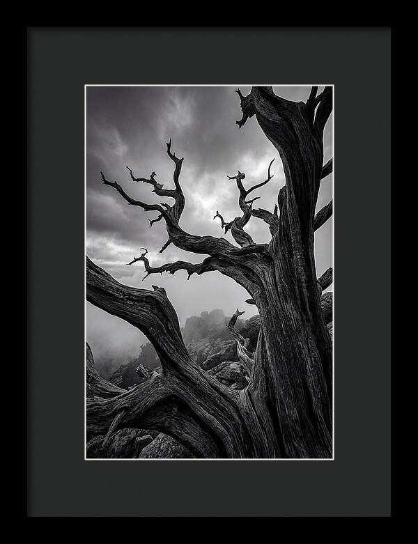Twisted Beauty Of Socotra Trees