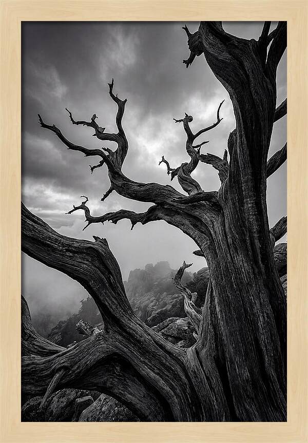 Twisted Beauty Of Socotra Trees