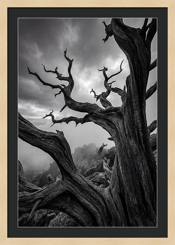 Twisted Beauty Of Socotra Trees