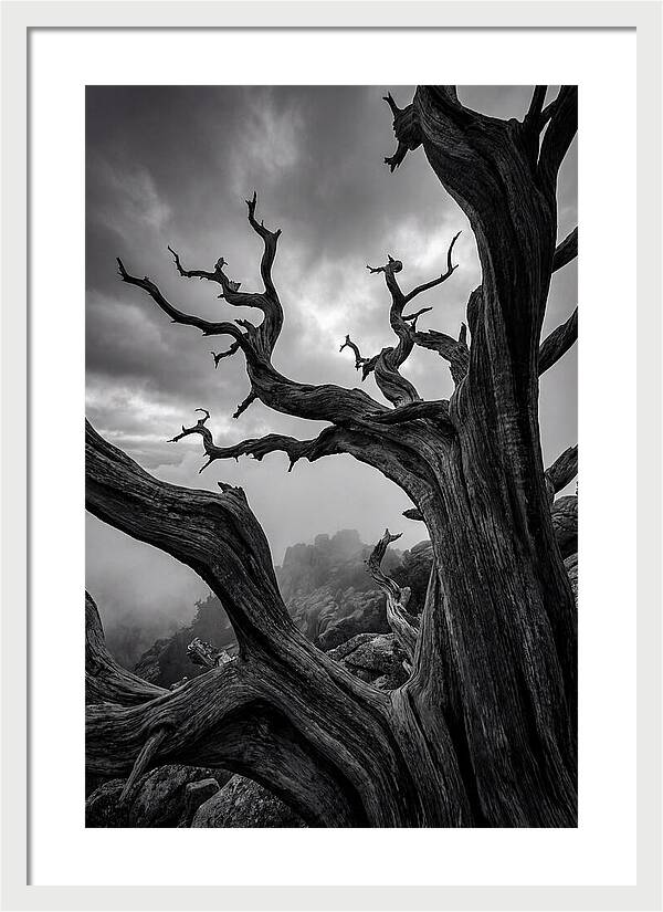 Twisted Beauty Of Socotra Trees