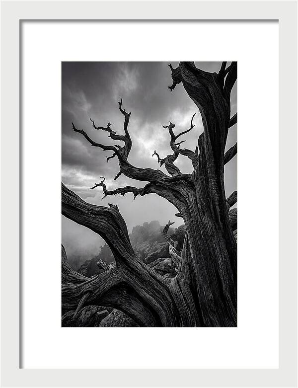 Twisted Beauty Of Socotra Trees