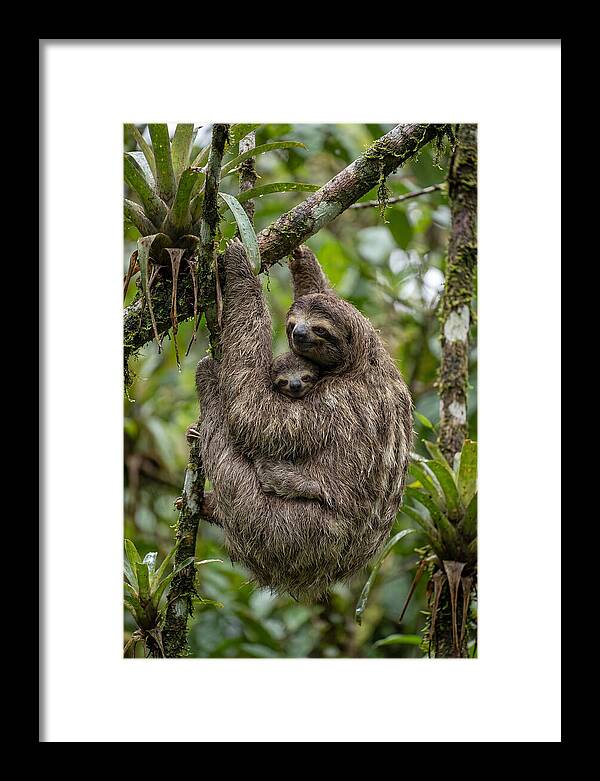 Twotoed Sloth Embracing Baby
