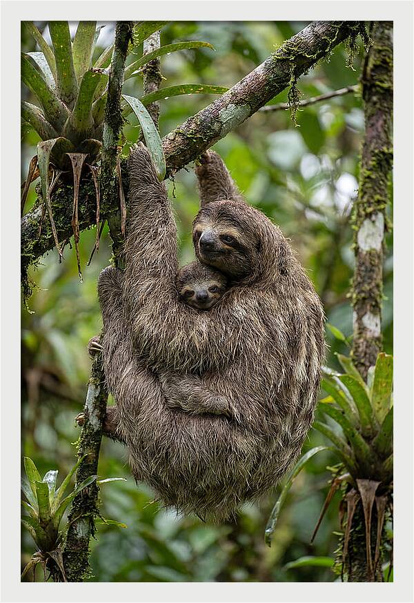 Twotoed Sloth Embracing Baby