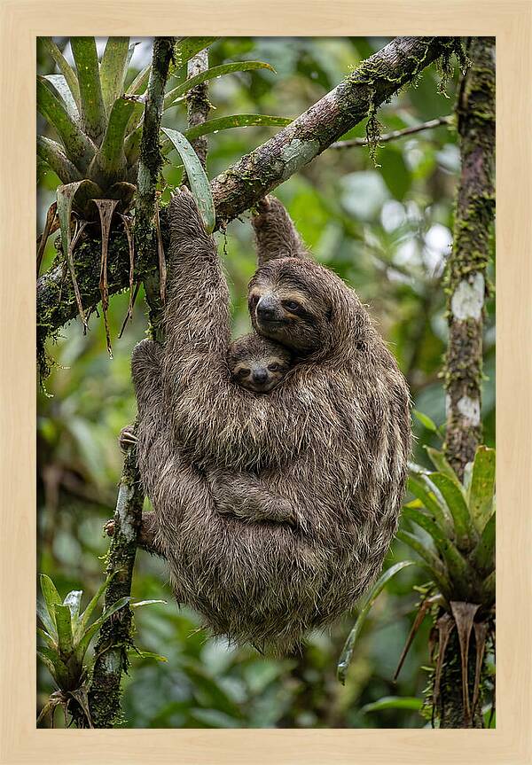 Twotoed Sloth Embracing Baby