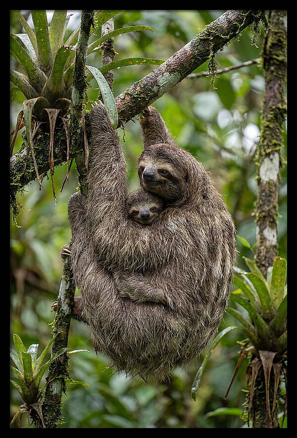 Twotoed Sloth Embracing Baby