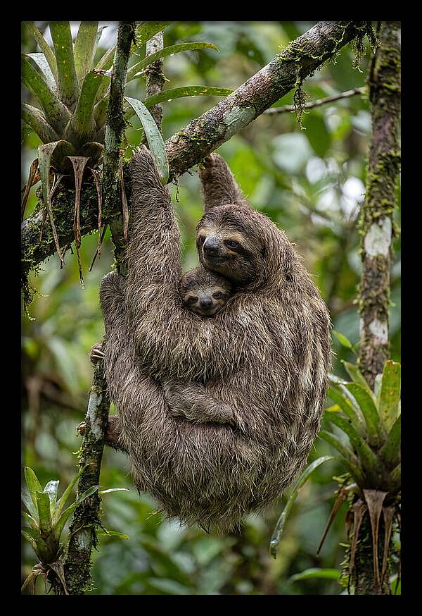 Twotoed Sloth Embracing Baby