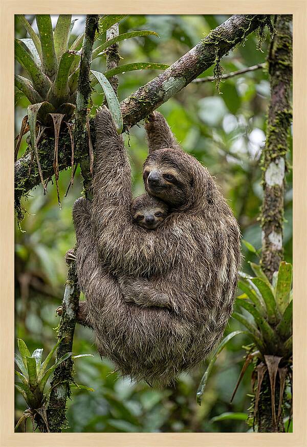 Twotoed Sloth Embracing Baby