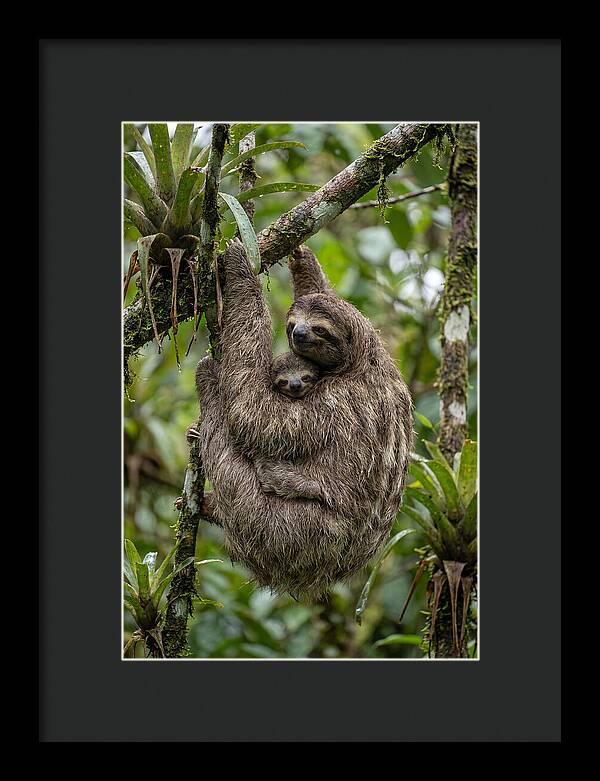 Twotoed Sloth Embracing Baby