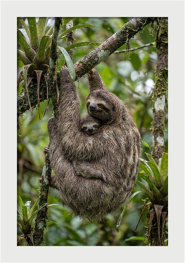 Twotoed Sloth Embracing Baby